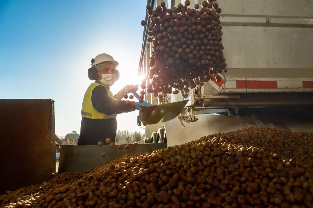 Avellano europeo en Chile: una industria que proyecta duplicar su facturación