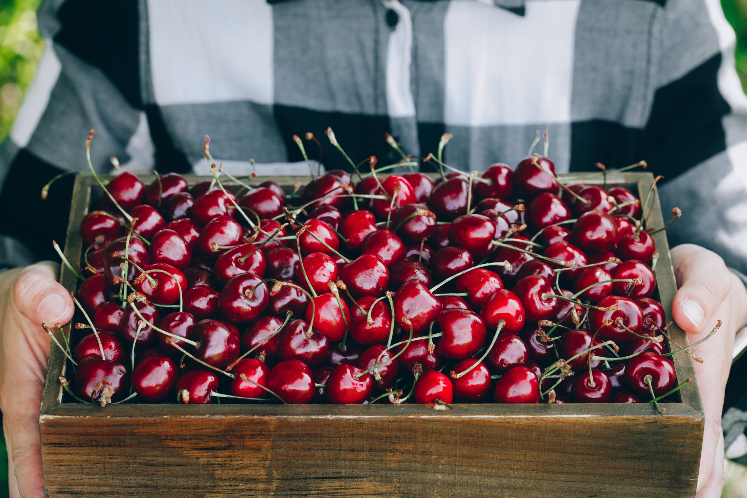 Chile consolida su liderazgo mundial en la exportación de cerezas: una industria que florece con proyección récord para 2025-26